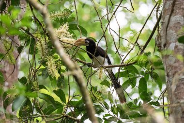 Oryantal pied hornbill (Anthracoceros albirostris) bize merdiven