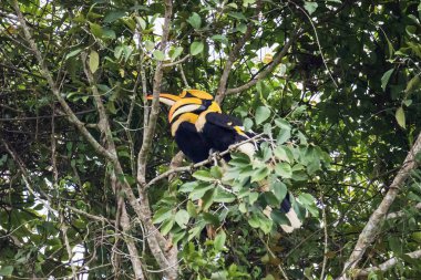 Khao Yai Milli Parkı'nda büyük hornbill