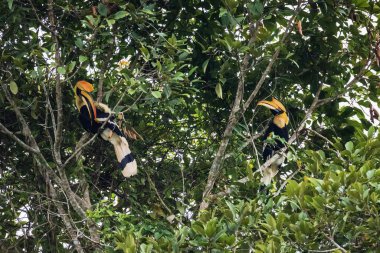 Khao Yai Milli Parkı'nda büyük hornbill