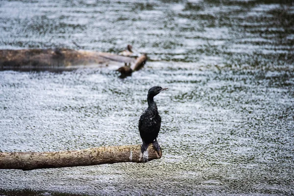 Great Cormorant / Black Shag, (Phalacrocorax Carbo — стоковое фото