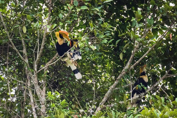 Grande hornbill no parque nacional Khao Yai — Fotografia de Stock