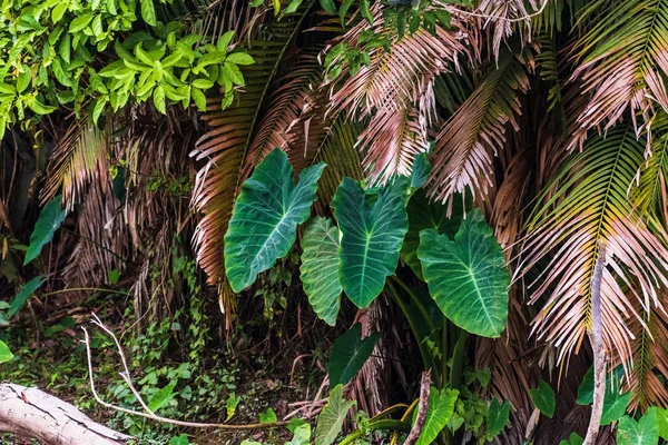 Тропические деревья расположены в полном фоне — стоковое фото