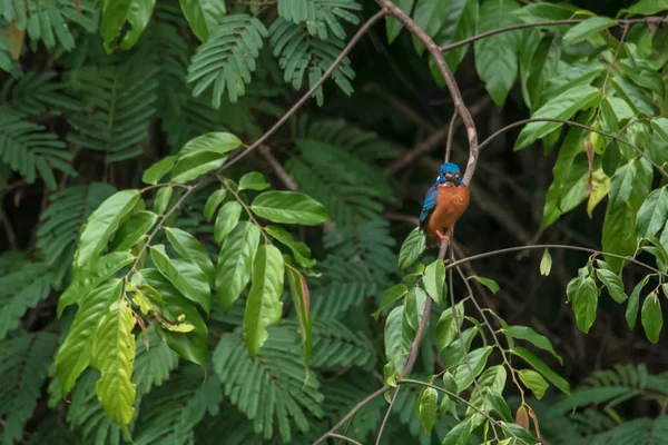 Gewone ijsvogel (Alcedo atthis) op tak — Stockfoto