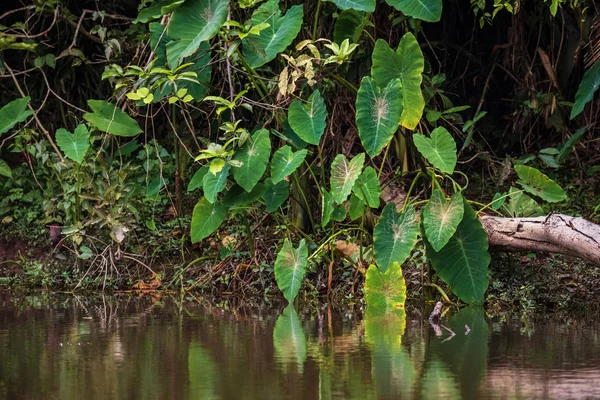 完全な背景に配置された熱帯の木 — ストック写真