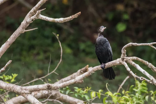 Kis Kormorán, Javanese cormorant (Microcarbo Niger) a T-madár — Stock Fotó
