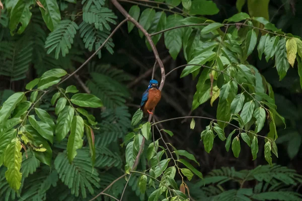 Ortak Kingfisher (Alcedo Atthis) şube — Stok fotoğraf