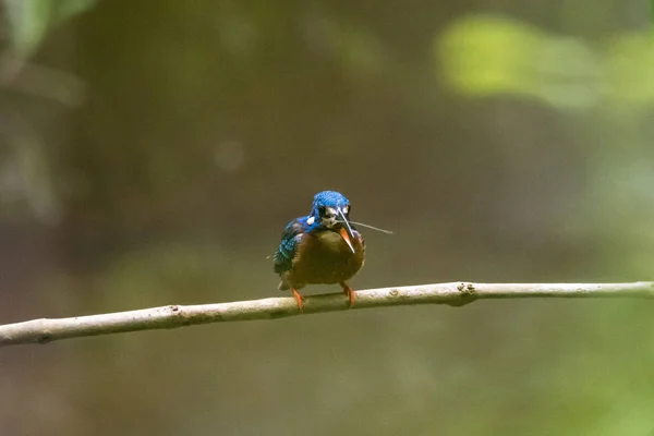 Gewone ijsvogel (Alcedo atthis) op tak — Stockfoto