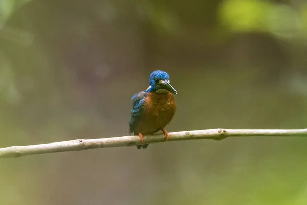 Gewone ijsvogel (Alcedo atthis) op tak — Stockfoto