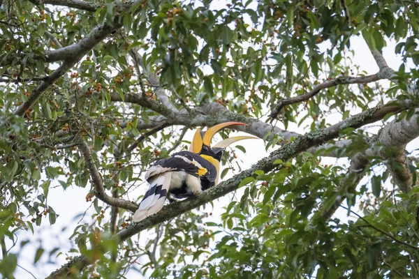 Grande hornbill piace mangiare albero di Banyan — Foto Stock