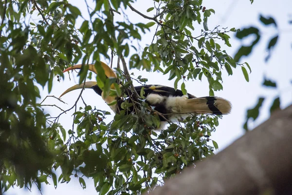 Great Hornbill cieszyć jedzenia Banyan Tree — Zdjęcie stockowe