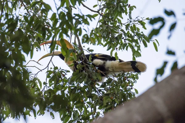 Grande hornbill piace mangiare albero di Banyan — Foto Stock