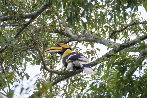 Grande hornbill piace mangiare albero di Banyan — Foto Stock