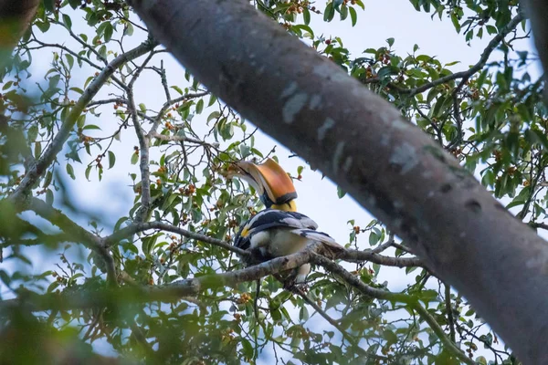 Grande hornbill piace mangiare albero di Banyan — Foto Stock