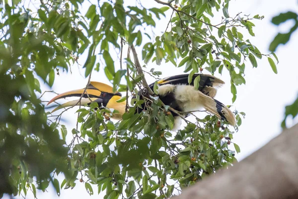 Grande hornbill piace mangiare albero di Banyan — Foto Stock