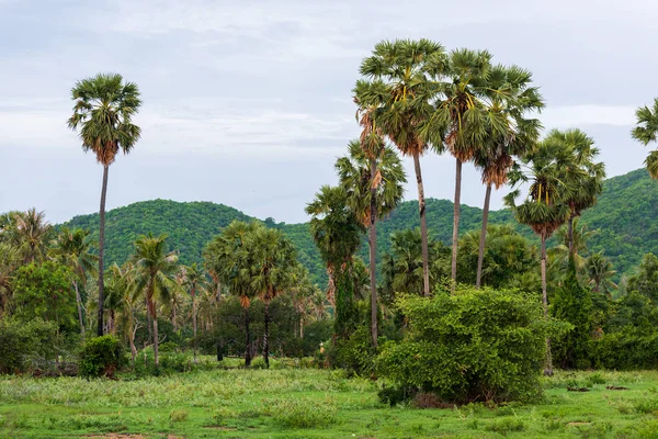 Perfect blue sky  palm trees — Stock Photo, Image