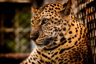 Cava leoparının portresi