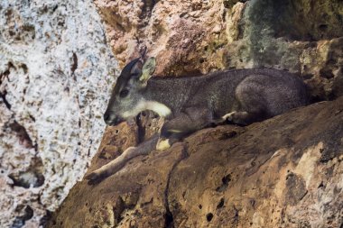 Orta Çin goral (Nemorhaedus caudatus arnouxianus)