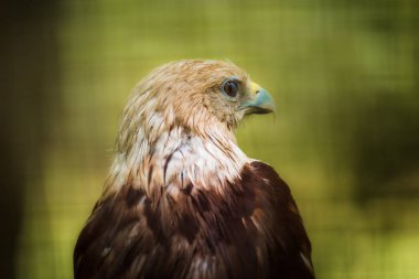 Bir Brahminy Uçurtma baş ve omuzportre kadar yakın