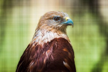 Bir Brahminy Uçurtma baş ve omuzportre kadar yakın