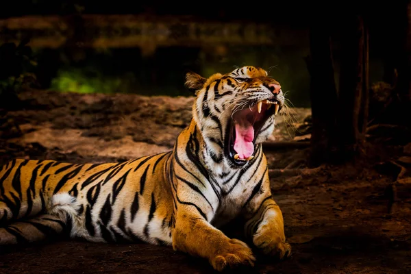 Tigru asiatic în pădurea tropicală — Fotografie, imagine de stoc