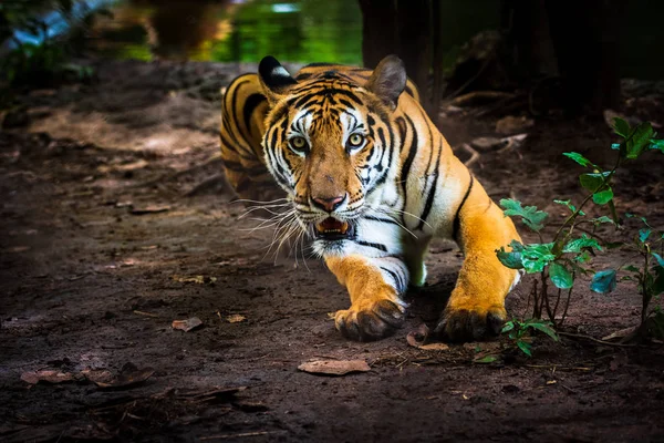 열 대 숲에서 아시아 타이거 — 스톡 사진