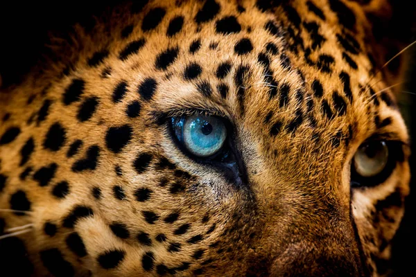 Close up retrato de leopardo com olhos intensos — Fotografia de Stock