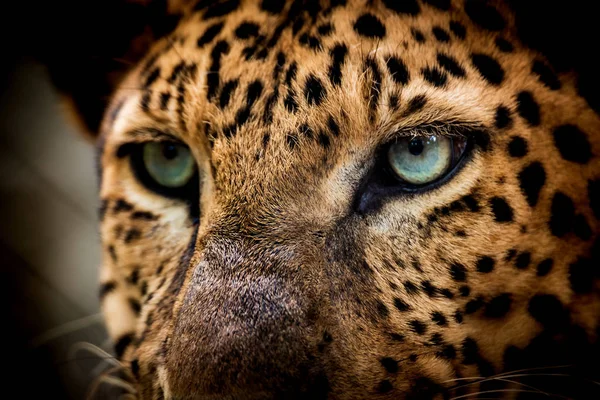 Primer retrato de leopardo con ojos intensos —  Fotos de Stock