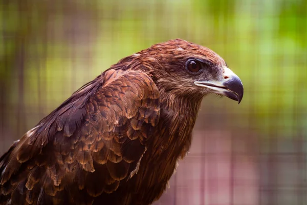 Czarny latawiec Milvus migrans — Zdjęcie stockowe