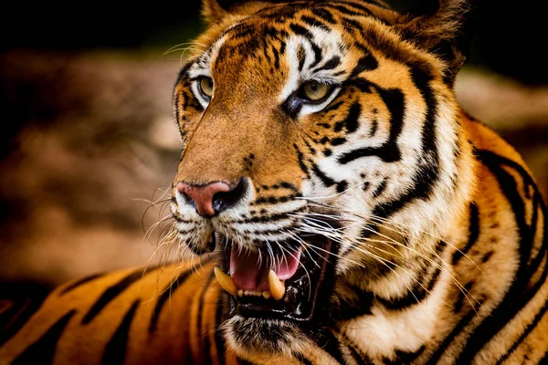 Азиатский тигр в тропическом лесу — стоковое фото