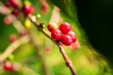 Kahve çekirdeği olgunlaştırma, taze kahve, kırmızı böğürtlen dalı.