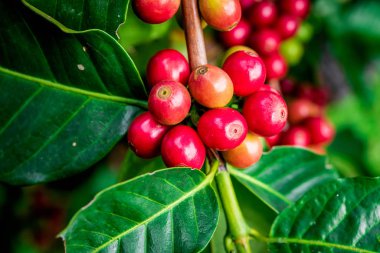 Kahve çekirdeği olgunlaştırma, taze kahve, kırmızı böğürtlen dalı.