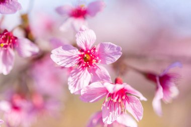 Tayland 'da vahşi Himalaya kiraz çiçekleri