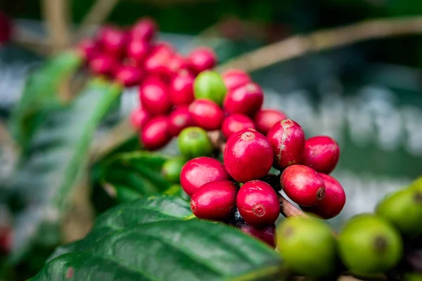 Kahve çekirdeği olgunlaştırma, taze kahve, kırmızı böğürtlen dalı. — Stok fotoğraf