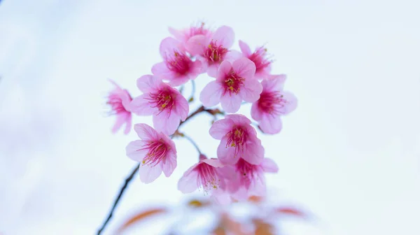 The wild himalayan cherry blossom in Thailand — Stock Photo, Image