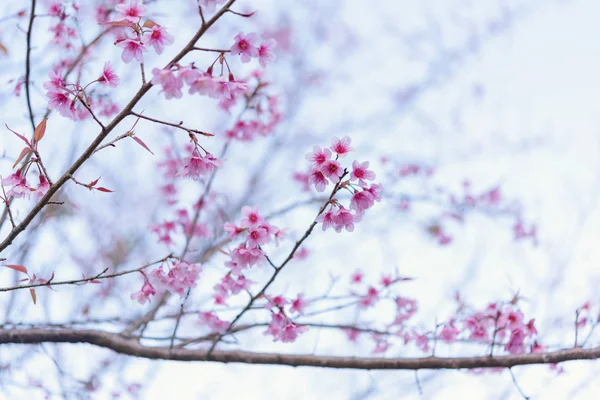 Il selvaggio fiore di ciliegio himalayano in Thailandia — Foto Stock