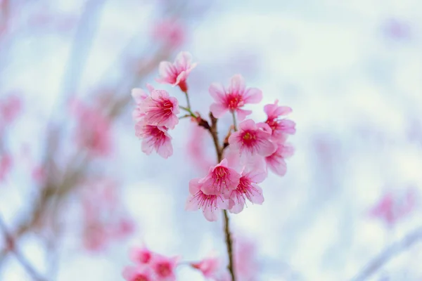 Il selvaggio fiore di ciliegio himalayano in Thailandia — Foto Stock