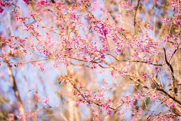 La flor de cerezo del Himalaya salvaje en Tailandia —  Fotos de Stock
