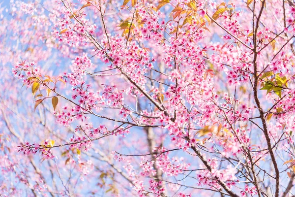 Divoké himálajské třešňové květy v Thajsku — Stock fotografie