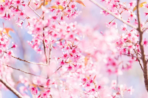 Die wilde himalayanische kirschblüte in thailand — Stockfoto