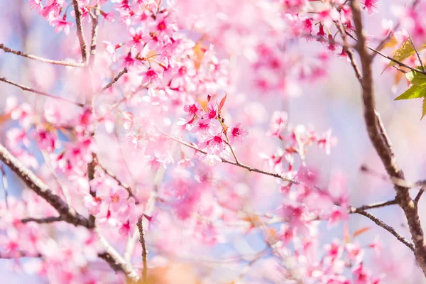 La flor de cerezo del Himalaya salvaje en Tailandia — Foto de Stock