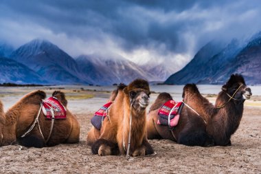 Deve Nubra Vadisi, Ladakh, Hindistan