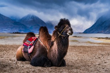 Deve Nubra Vadisi, Ladakh, Hindistan