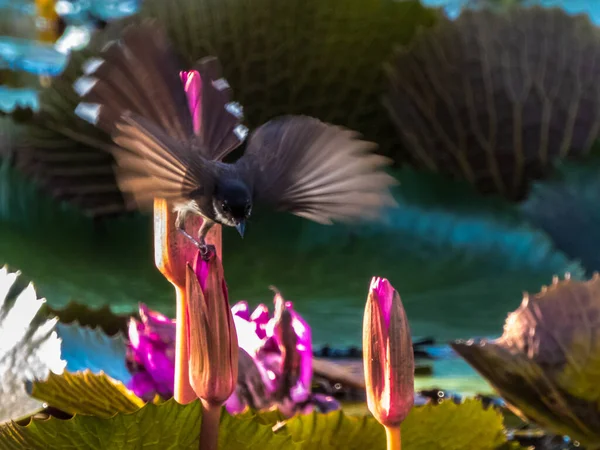 Malaysischer Rattenfantail Auf Lotus — Stockfoto