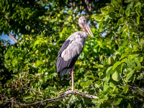 Azjatycki Openbill Anastomus Oscitans Jest Duży — Zdjęcie stockowe