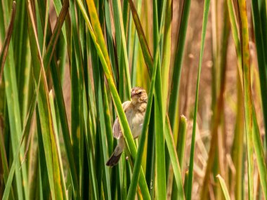 küçük bir kuş yakın çekim