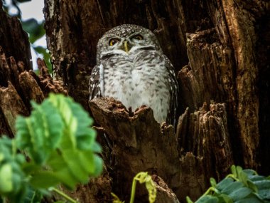 Ağaçtaki büyük boynuzlu baykuş