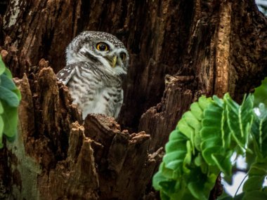 Ağaçtaki büyük boynuzlu baykuş