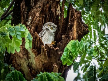 Ağaçtaki büyük boynuzlu baykuş