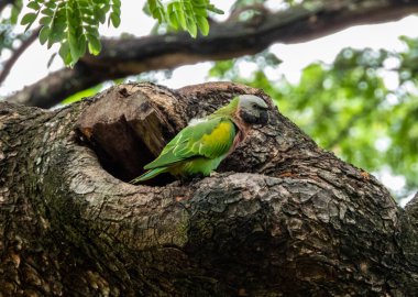 Ağaçta mavi ve sarı papağan