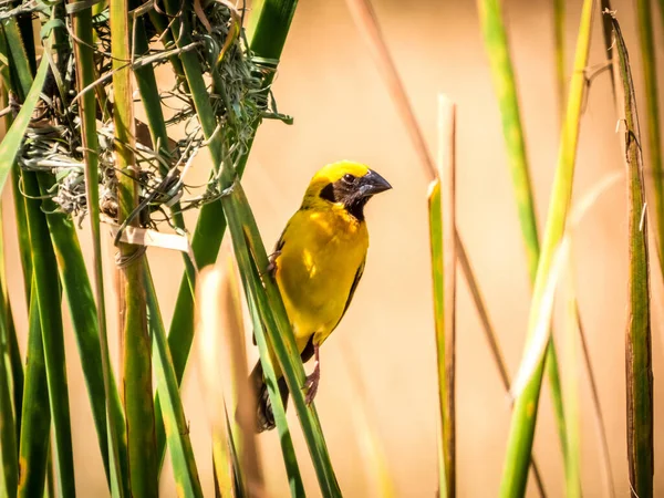 Nahaufnahme Eines Kleinen Vogels — Stockfoto